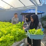 RUTAN MAKASSAR KEMBALI PANEN SELADA DAN PAKCOY, BUKTI NYATA LAKUKAN PROGRAM KETAHANAN PANGAN SECARA BERKELANJUTAN