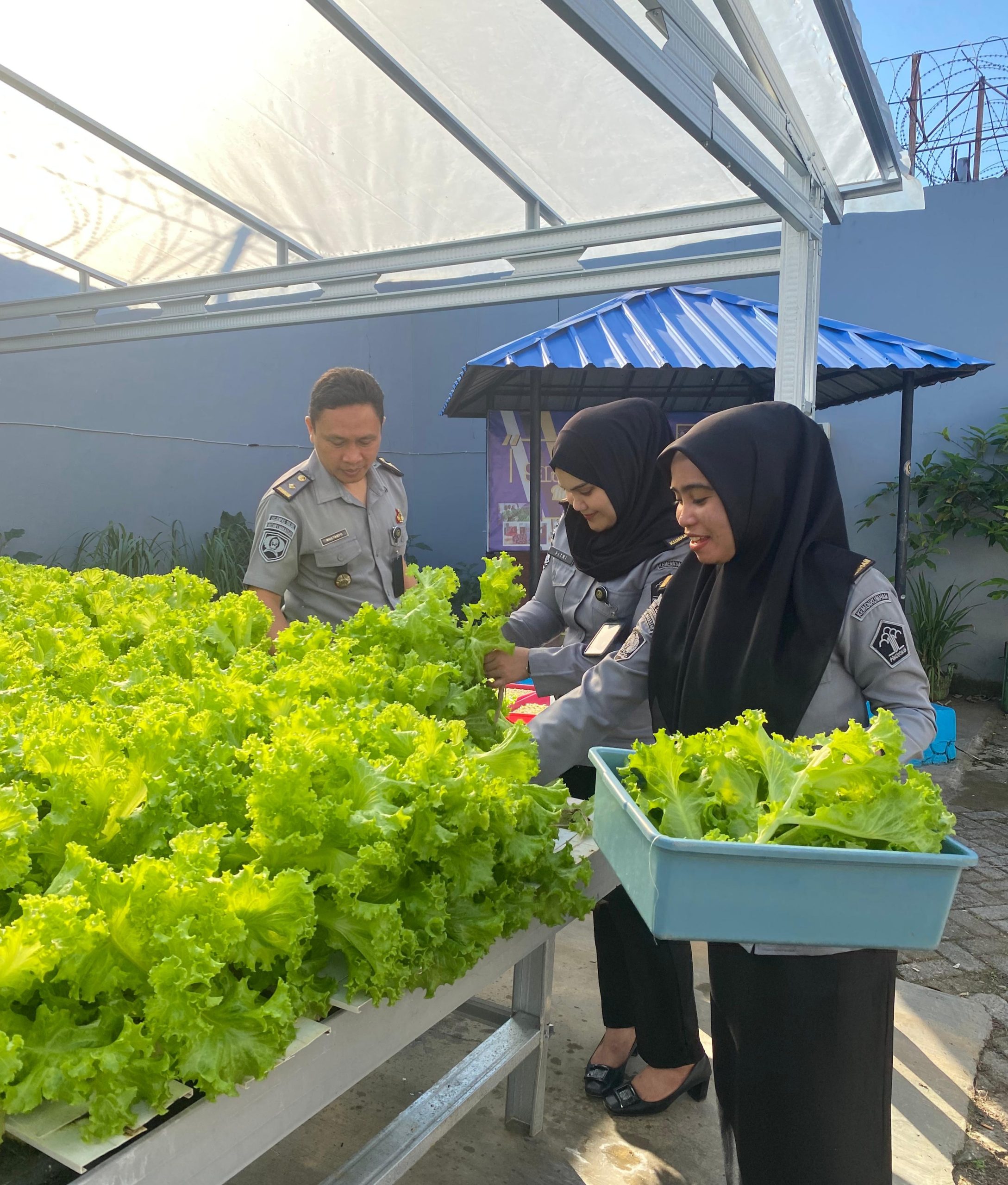 RUTAN MAKASSAR KEMBALI PANEN SELADA DAN PAKCOY, BUKTI NYATA LAKUKAN PROGRAM KETAHANAN PANGAN SECARA BERKELANJUTAN