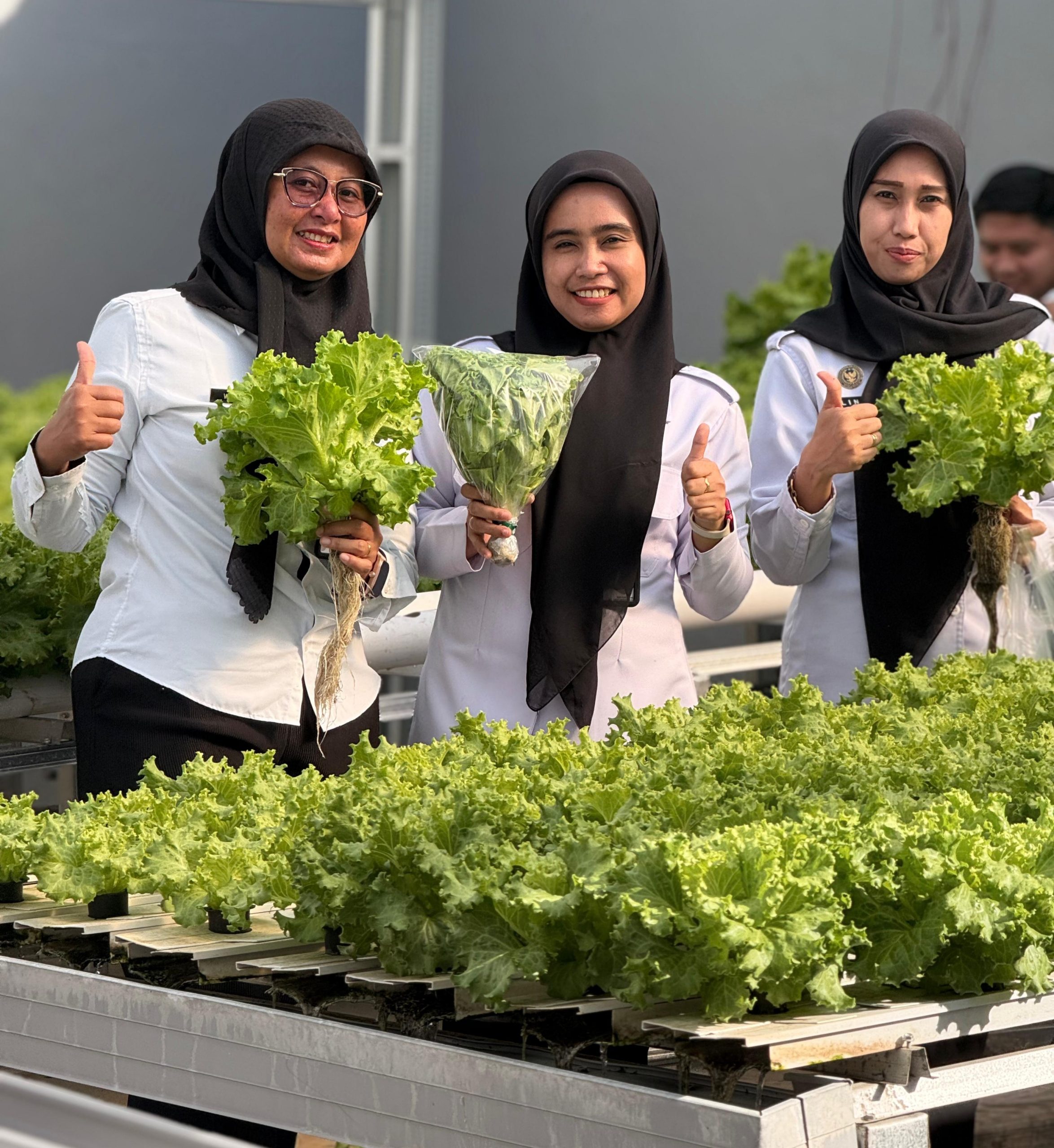 Rutan Makassar Panen Selada, Bukti Positif Dukung Ketahanan Pangan Berkelanjutan