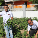 Lapas Parepare Panen Kacang Edamame di Lahan 300 Meter Persegi, Hasilkan Sekitar 100 Kilogram