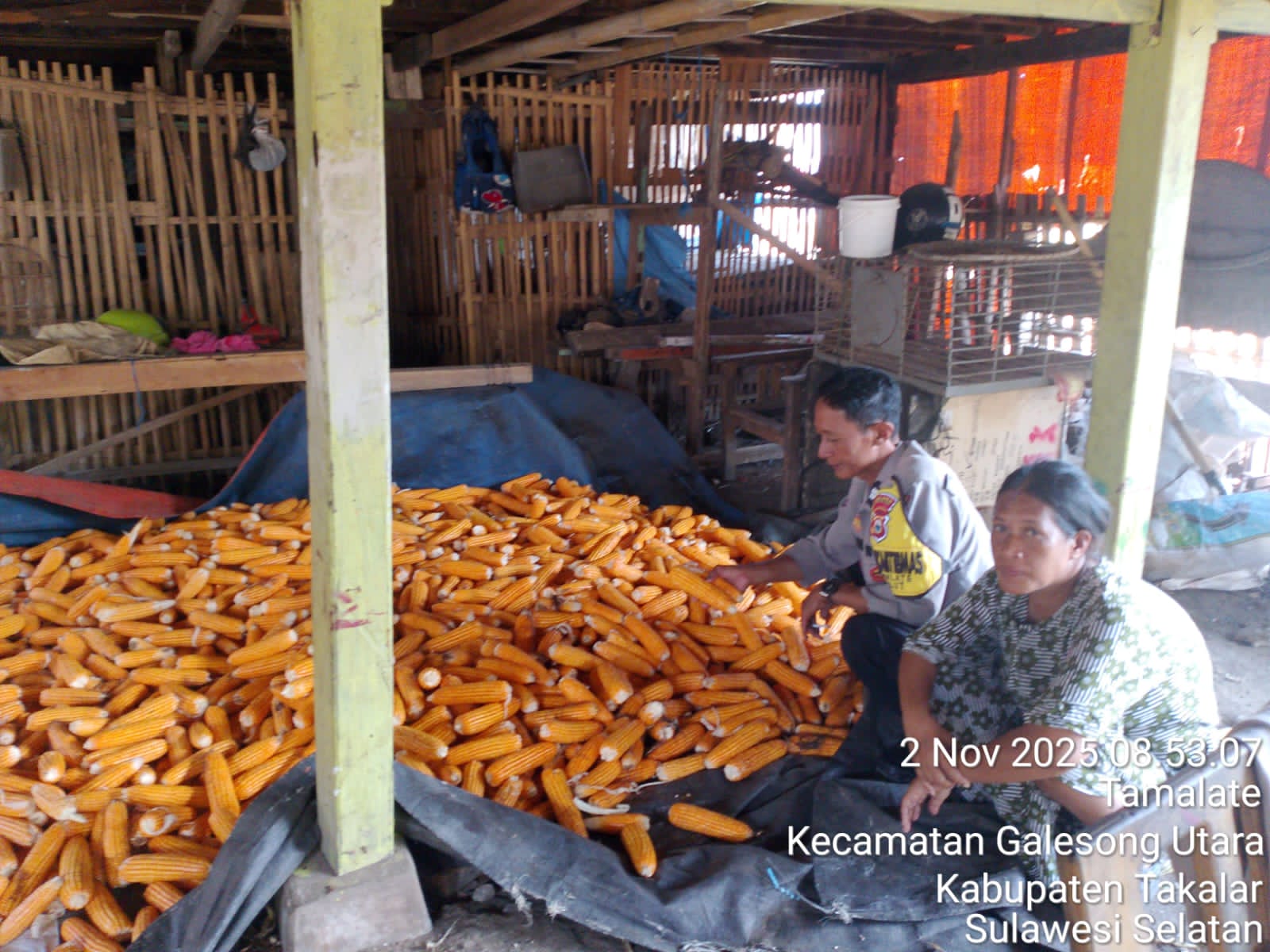 Bhabinkamtibmas Desa Tamalate Pantau Panen Jagung Pakan, Dukung Program Ketahanan Pangan Mandiri di Takalar