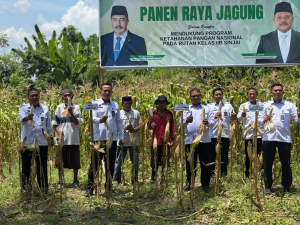 Rutan Kelas IIB Sinjai Bersama Ditjenpas Sulsel Panen Raya Jagung Wujud Dukungan Ketahanan Pangan