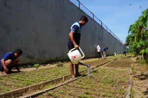 Warga Binaan Rutan Pangkep Lakukan Rutinitas Pengolahan Ketahanan Pangan