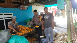 Bhabinkamtibmas Sanrobone Lakukan Monitoring Panen Jagung Kuartal 3, Dukung Program Ketahanan Pangan Nasional
