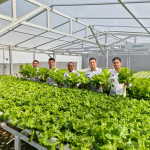 Rutan Makassar Konsisten Dukung Program Ketahanan Pangan, Panen Selada dengan Semangat PRIMA