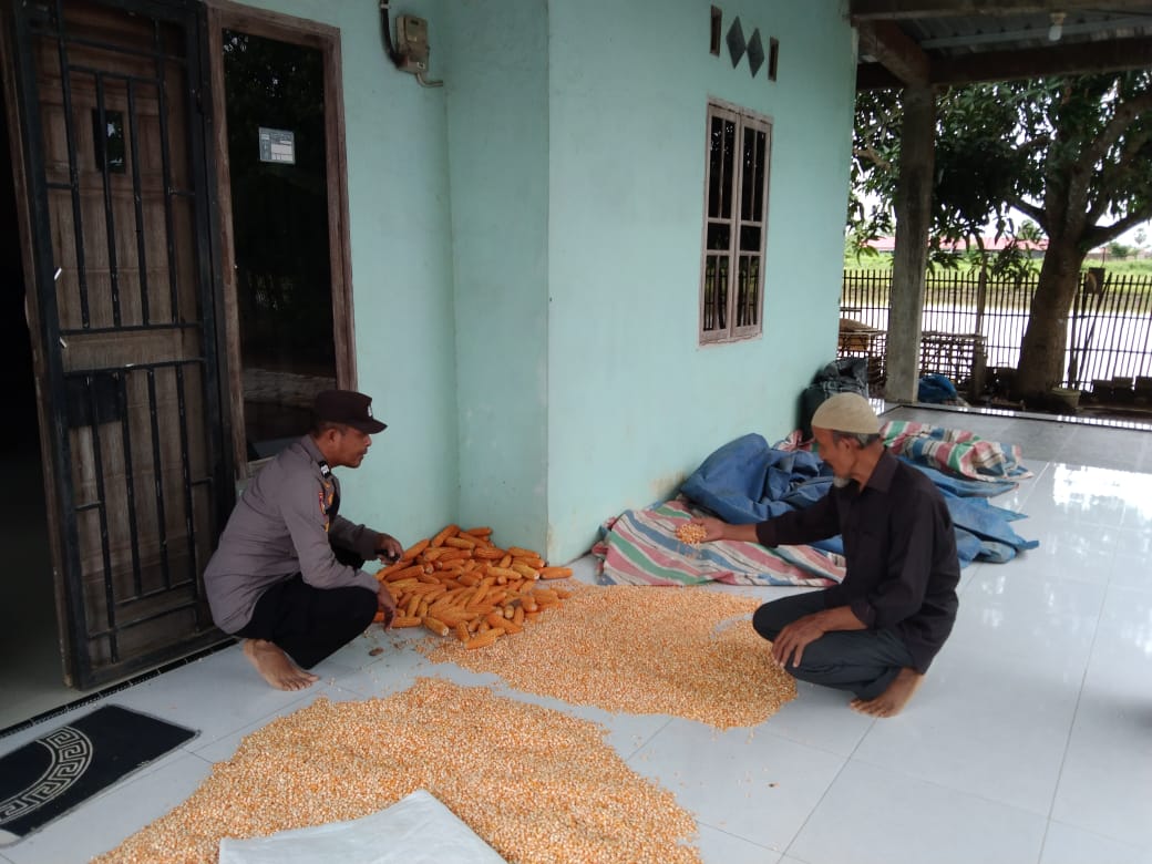Bhabinkamtibmas Aeng Batu-Batu Monitoring Panen Jagung, Dukung Program Ketahanan Pangan Nasional